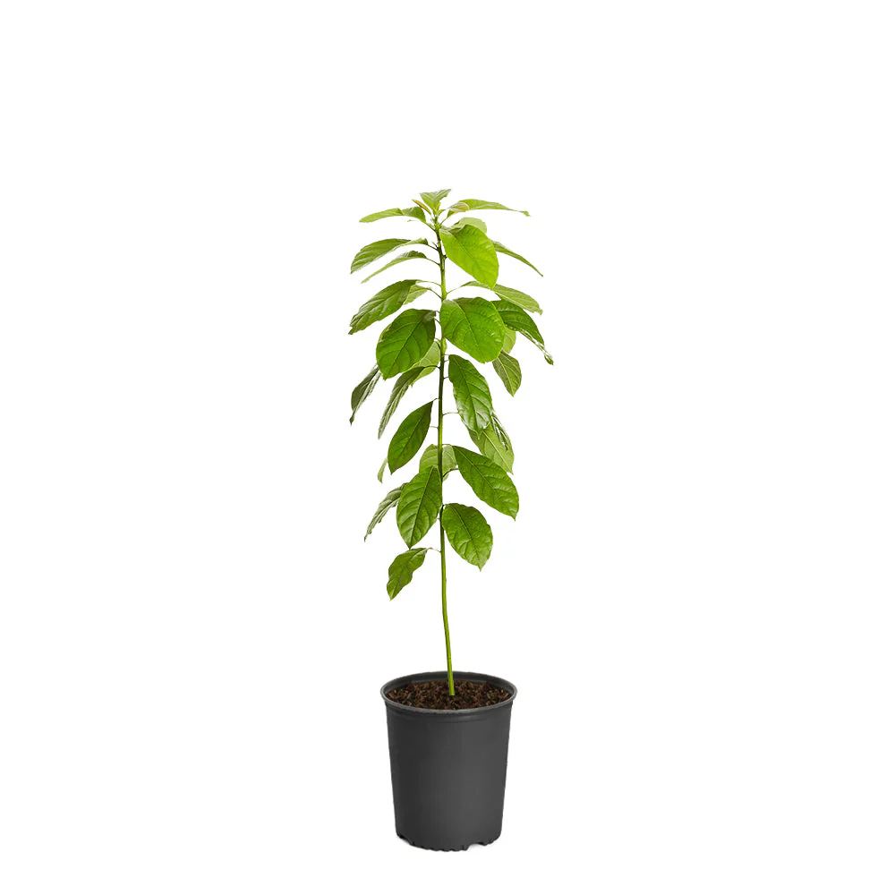 Hass Avocado Tree Arizona - Image 5