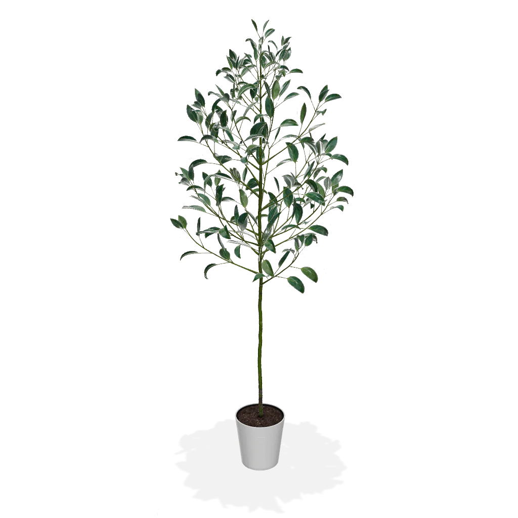Hass Avocado Tree - Image 3