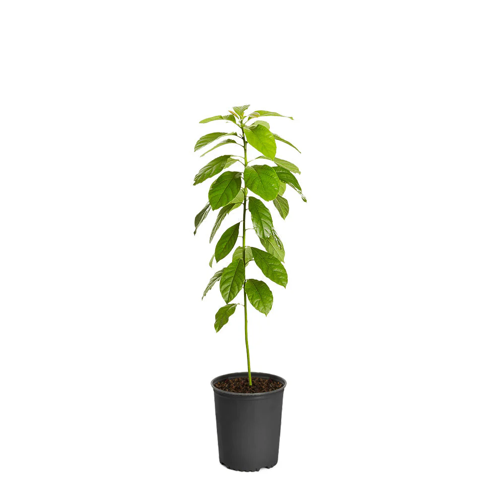 Hass Avocado Tree - Image 4