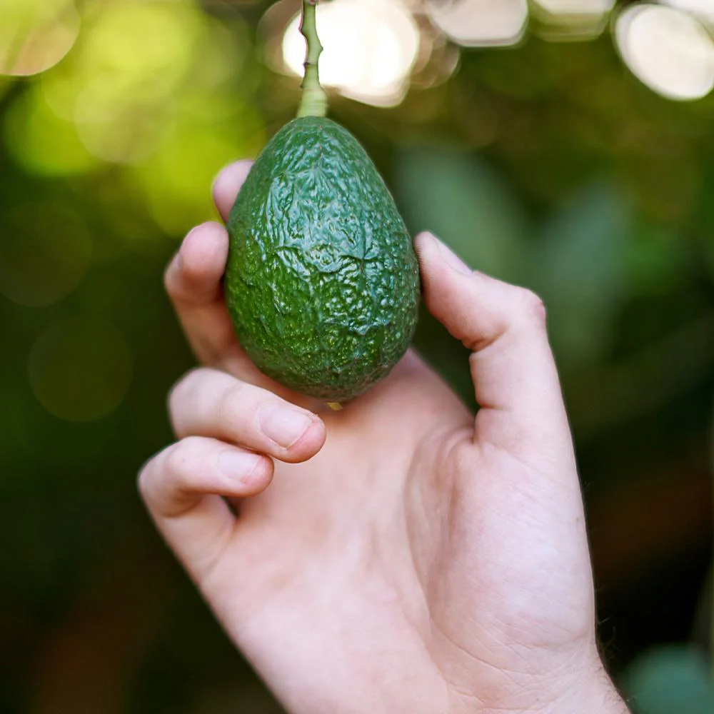 Hass Avocado Tree - Image 5