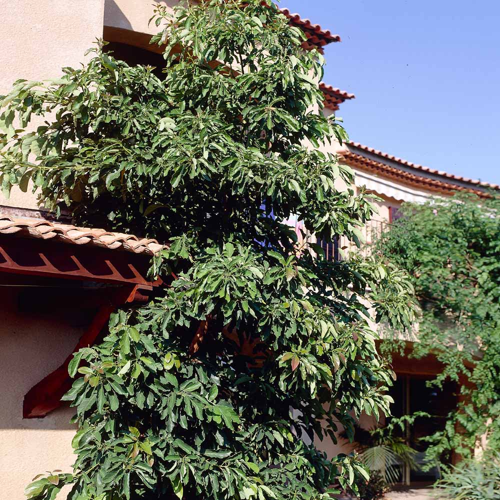 Hass Avocado Tree - Image 4