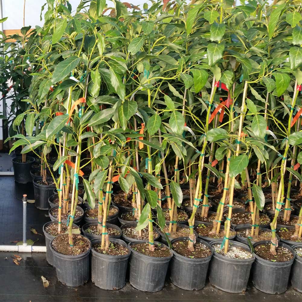 Hass Avocado Tree - Image 6