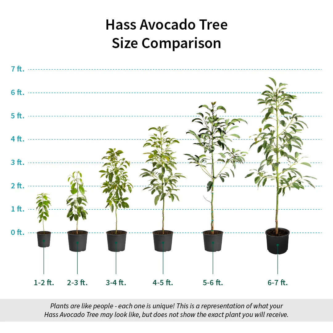 Hass Avocado Tree - Image 7