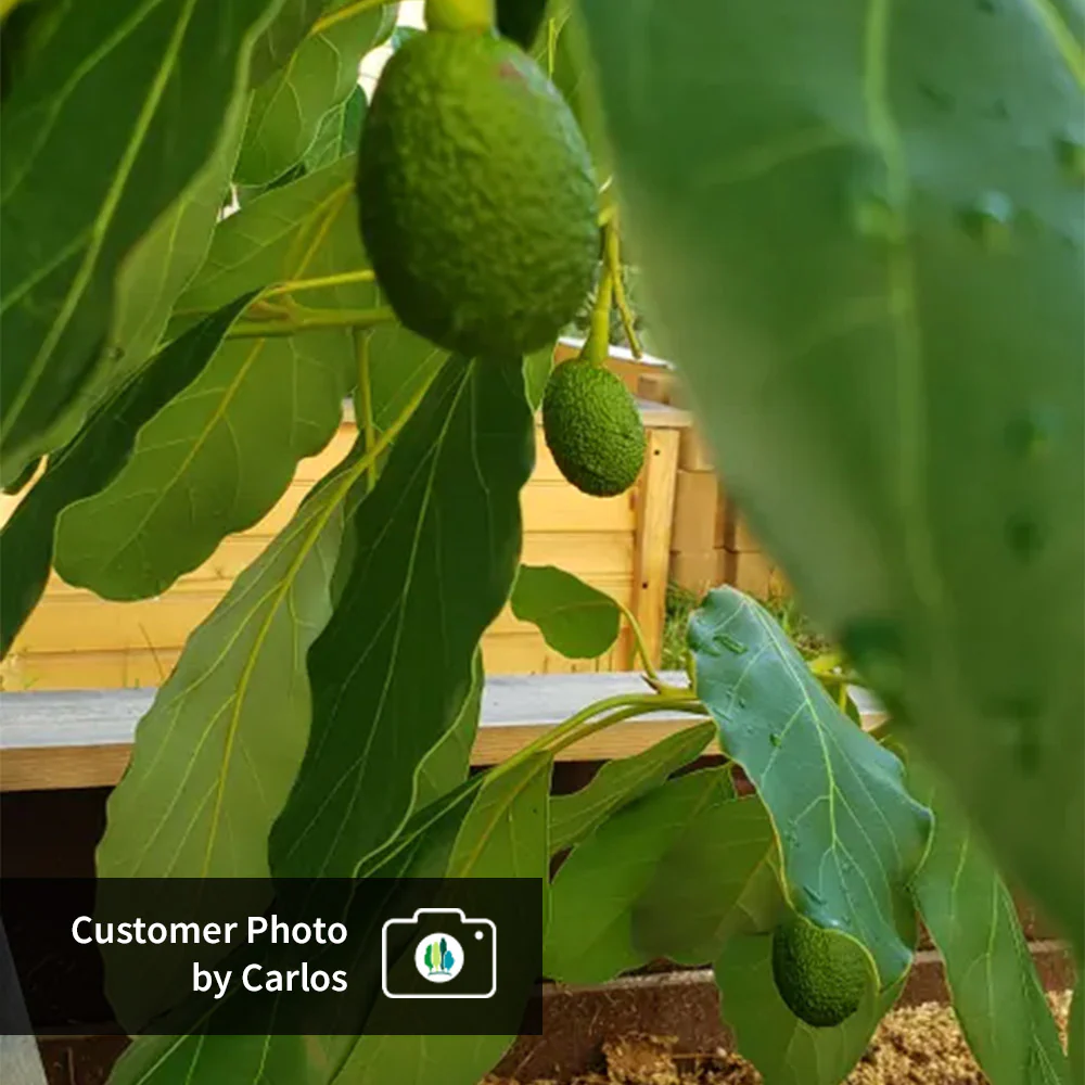 Hass Avocado Tree - Image 10