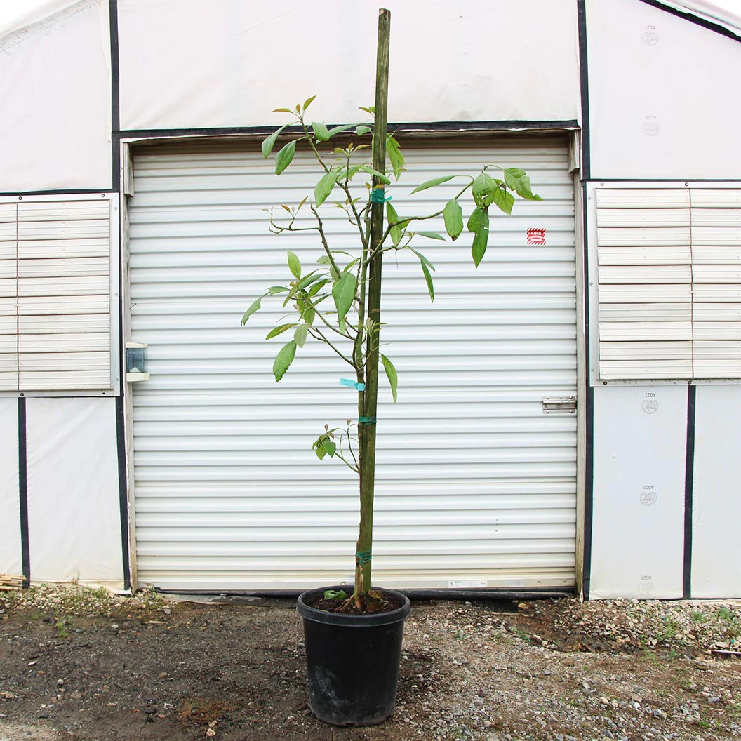 Hass Avocado Tree - Image 8