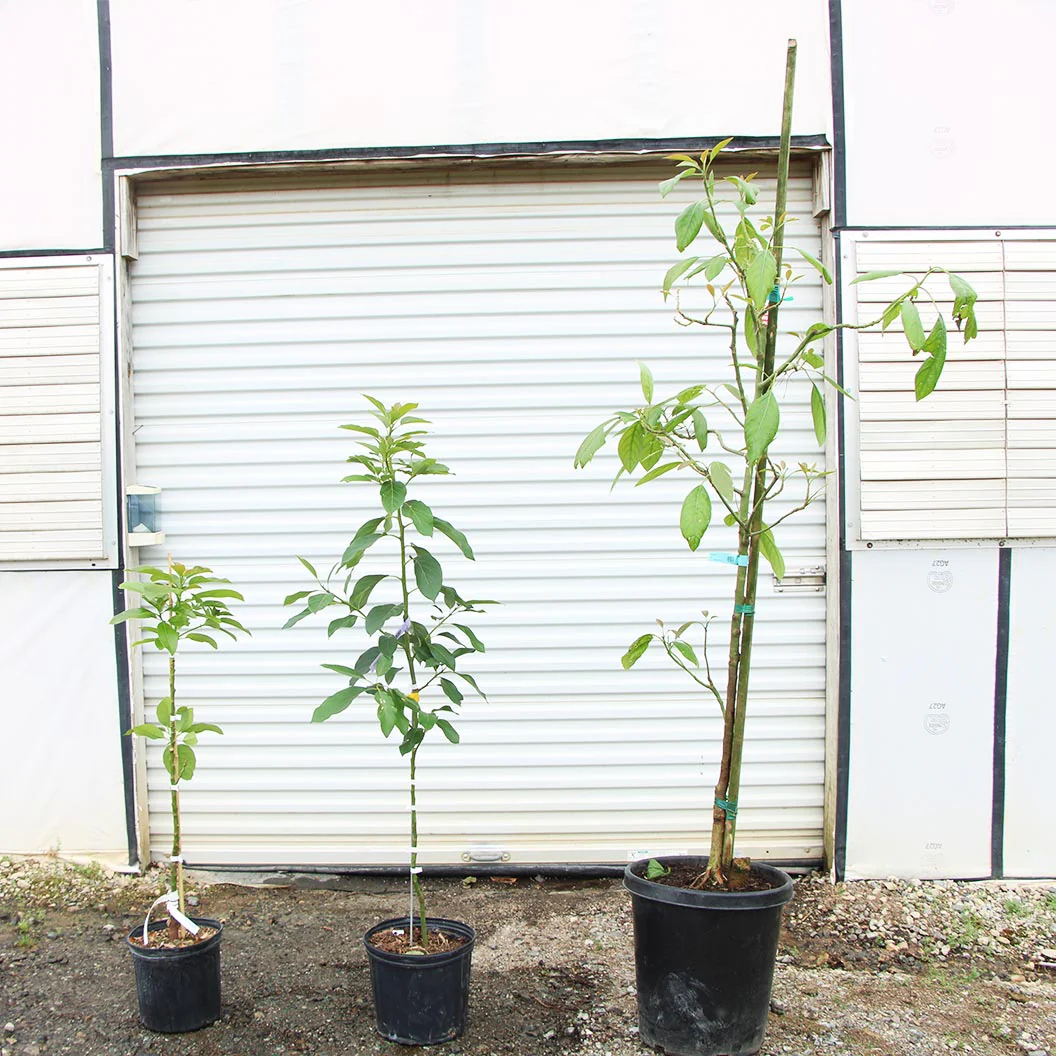 Hass Avocado Tree - Image 9