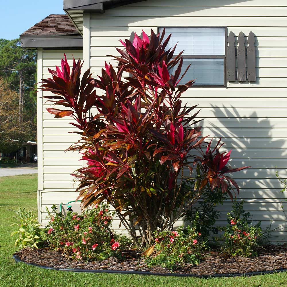 Hawaiian Ti Plant - Image 3