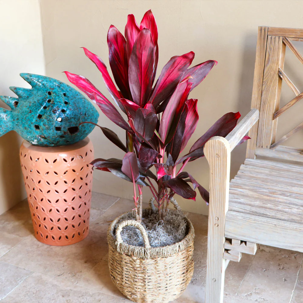 Hawaiian Ti Plant - Image 5
