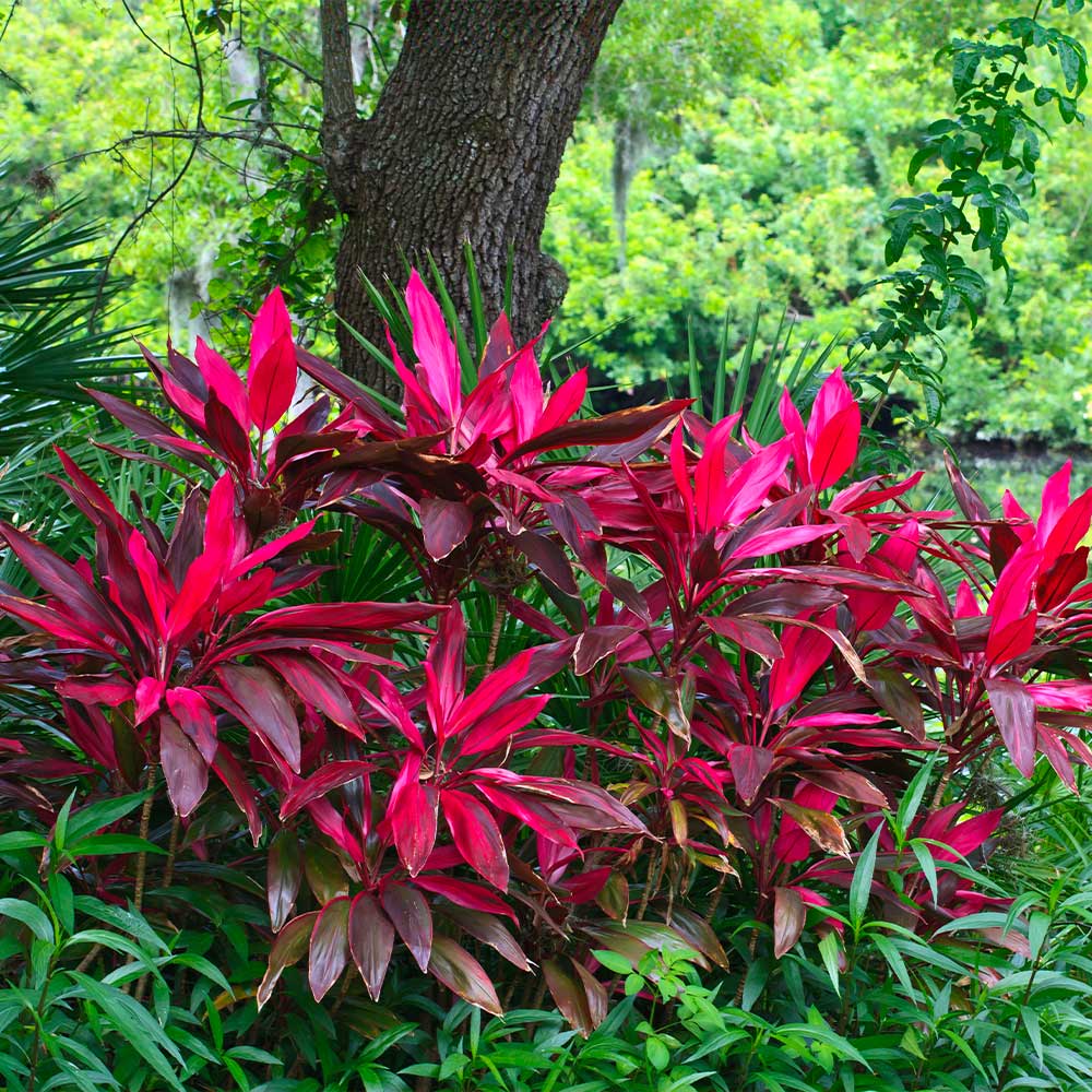 Hawaiian Ti Plant - Image 6