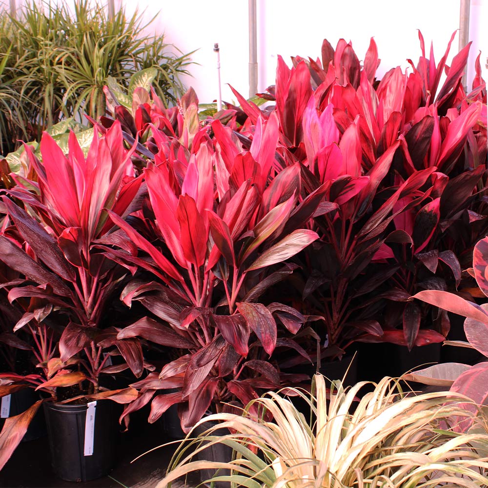 Hawaiian Ti Plant - Image 7