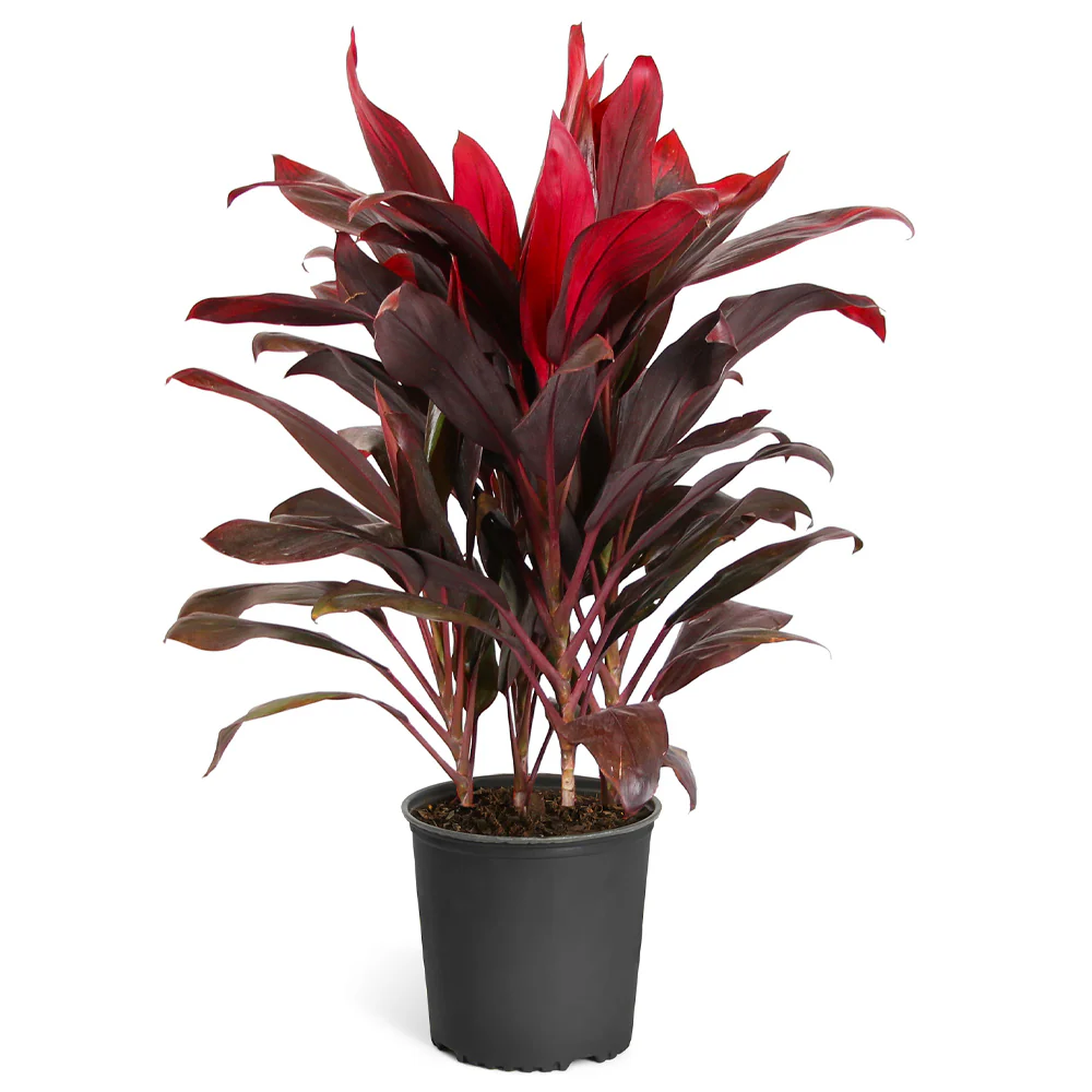 Hawaiian Ti Plant - Image 8