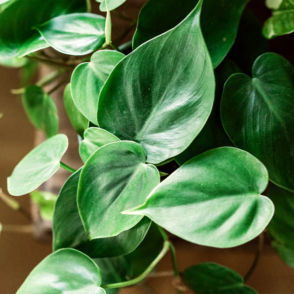 Heart-Leaf Philodendron - Image 2