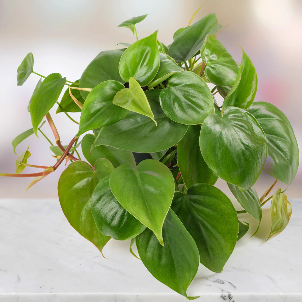 Heart-Leaf Philodendron - Image 3