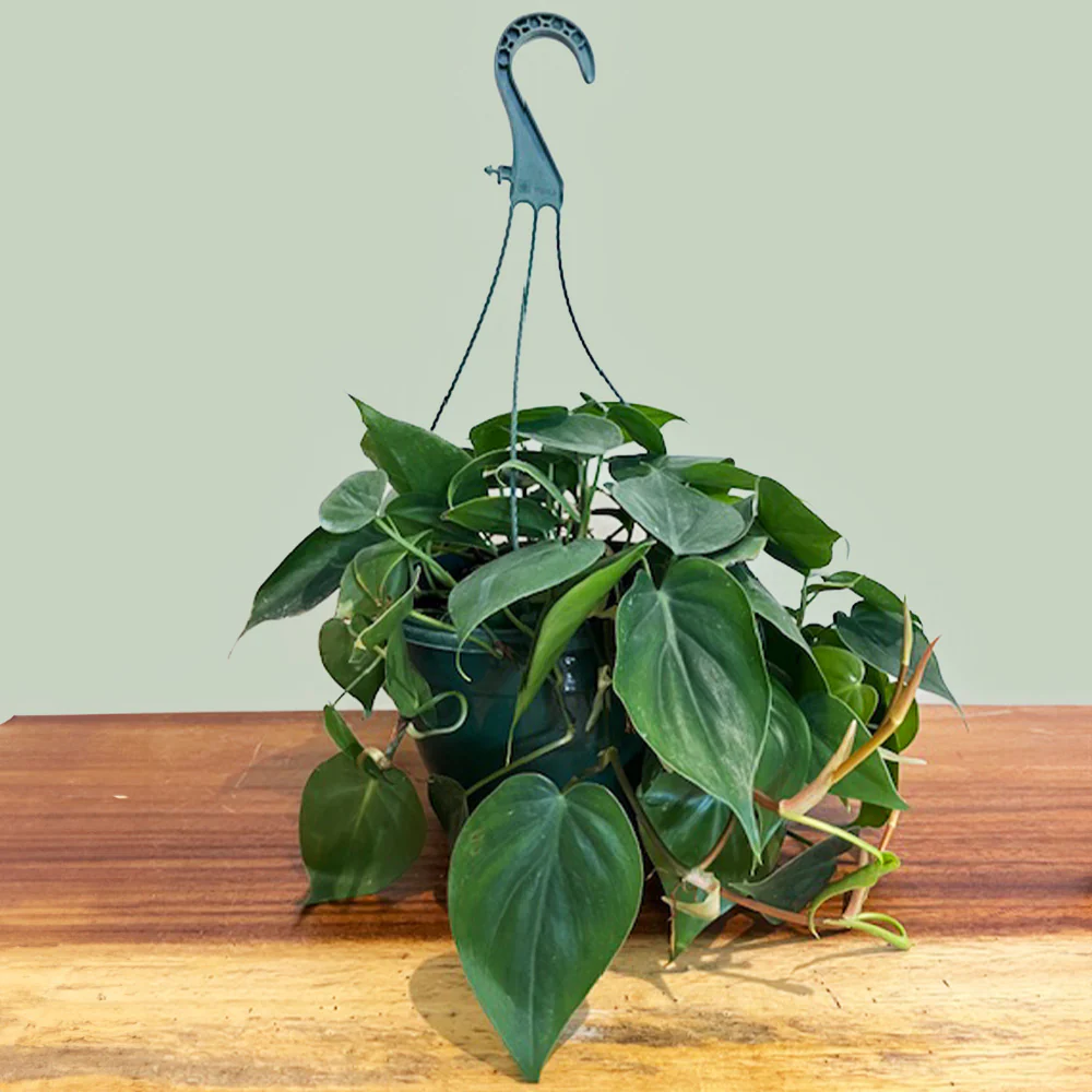 Heart-Leaf Philodendron - Image 4