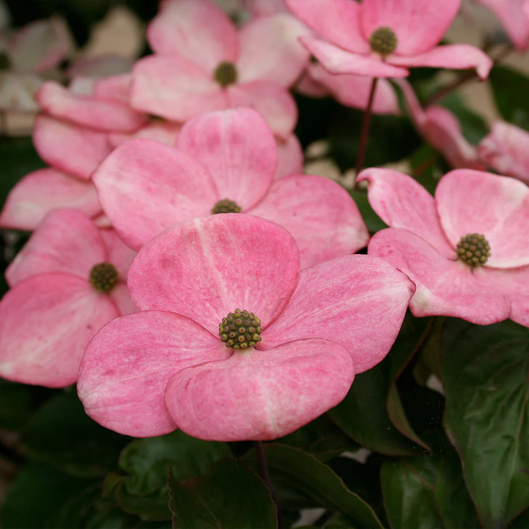 Heart Throb® Dogwood Tree - Image 3