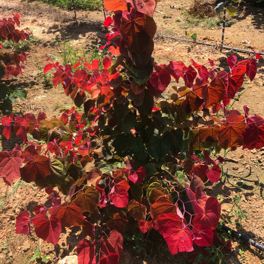 Hearts A'Fire™ Redbud Tree - Image 2