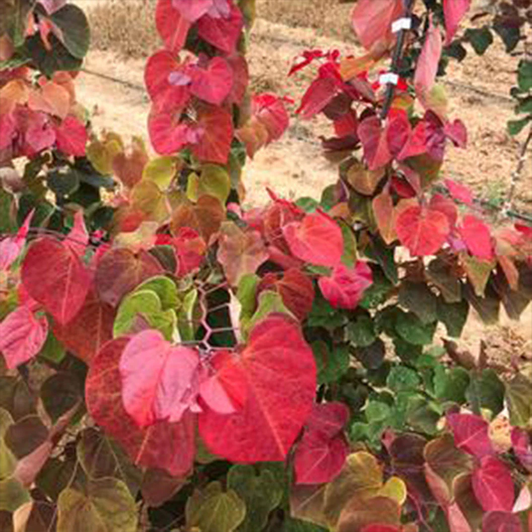 Hearts A'Fire™ Redbud Tree - Image 4