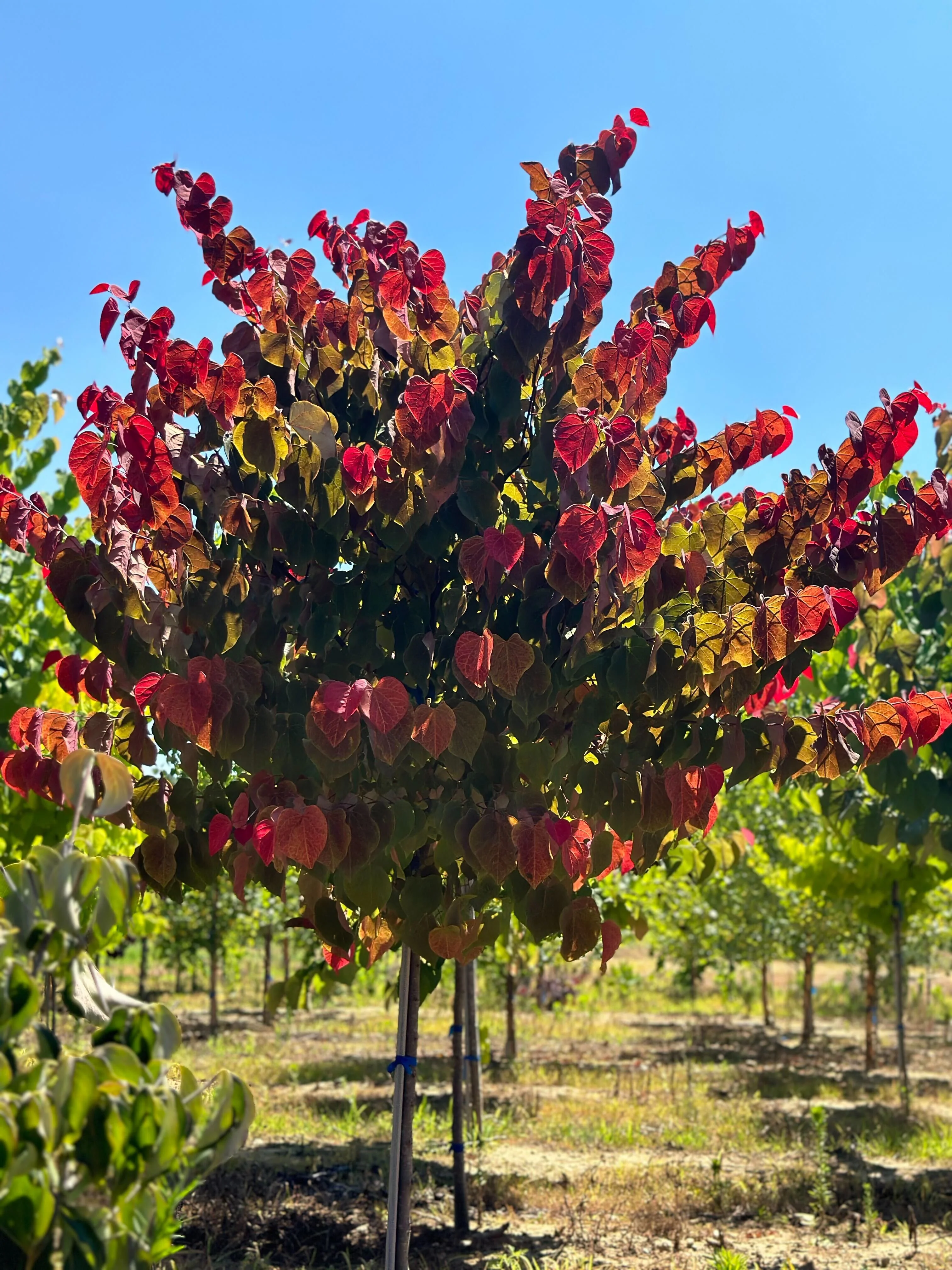 Hearts A'Fire™ Redbud Tree - Image 5