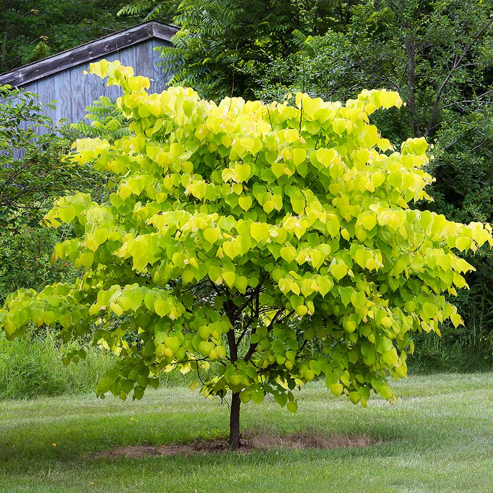 Hearts of Gold Redbud Tree - Image 2