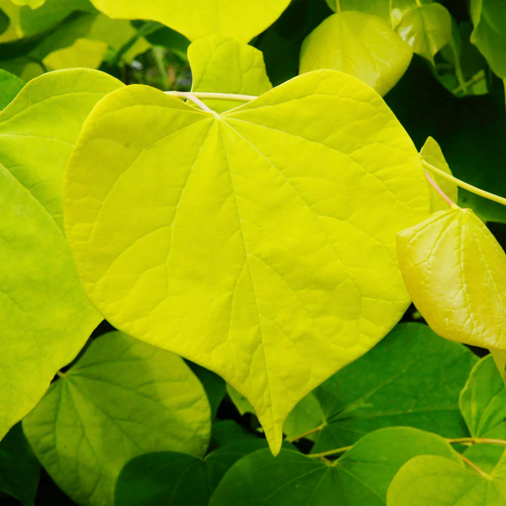 Hearts of Gold Redbud Tree - Image 3