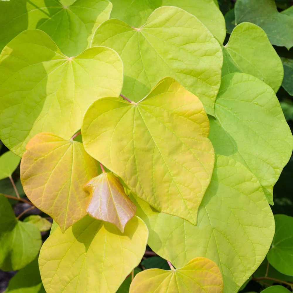 Hearts of Gold Redbud Tree - Image 4