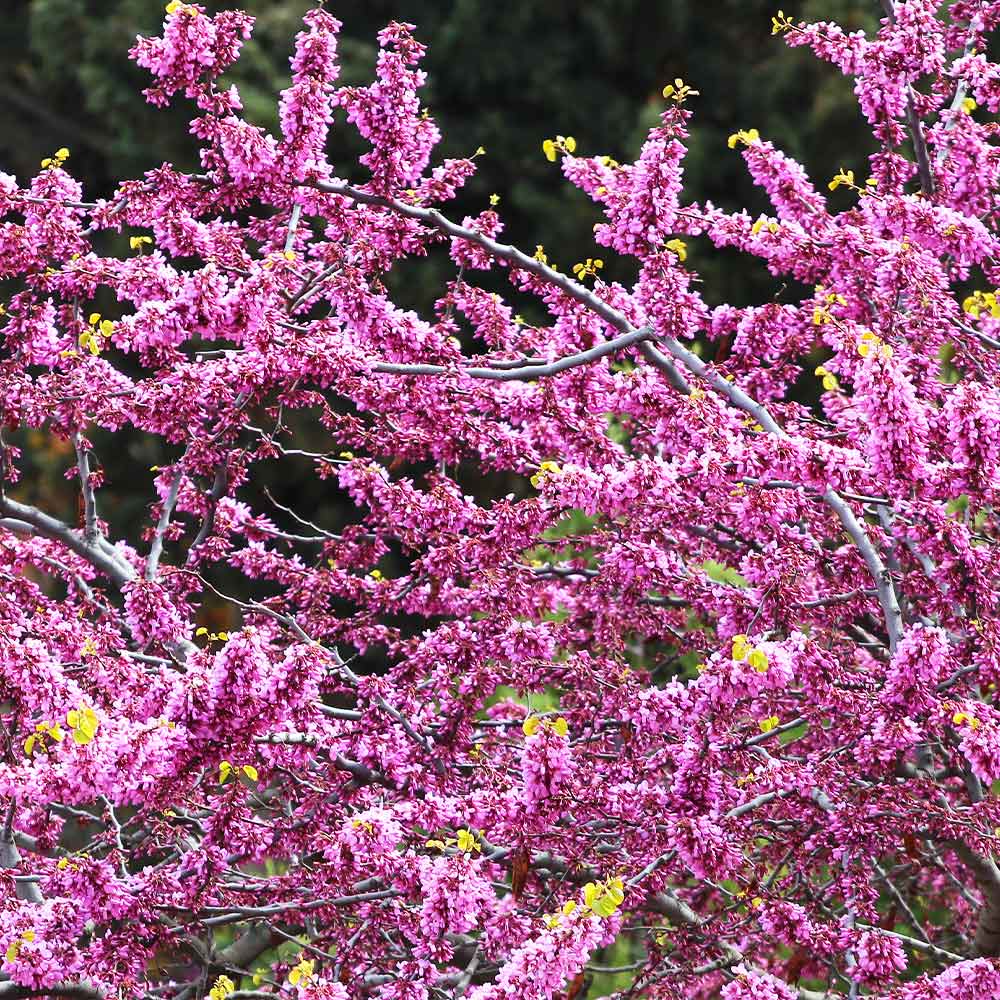 Hearts of Gold Redbud Tree - Image 5