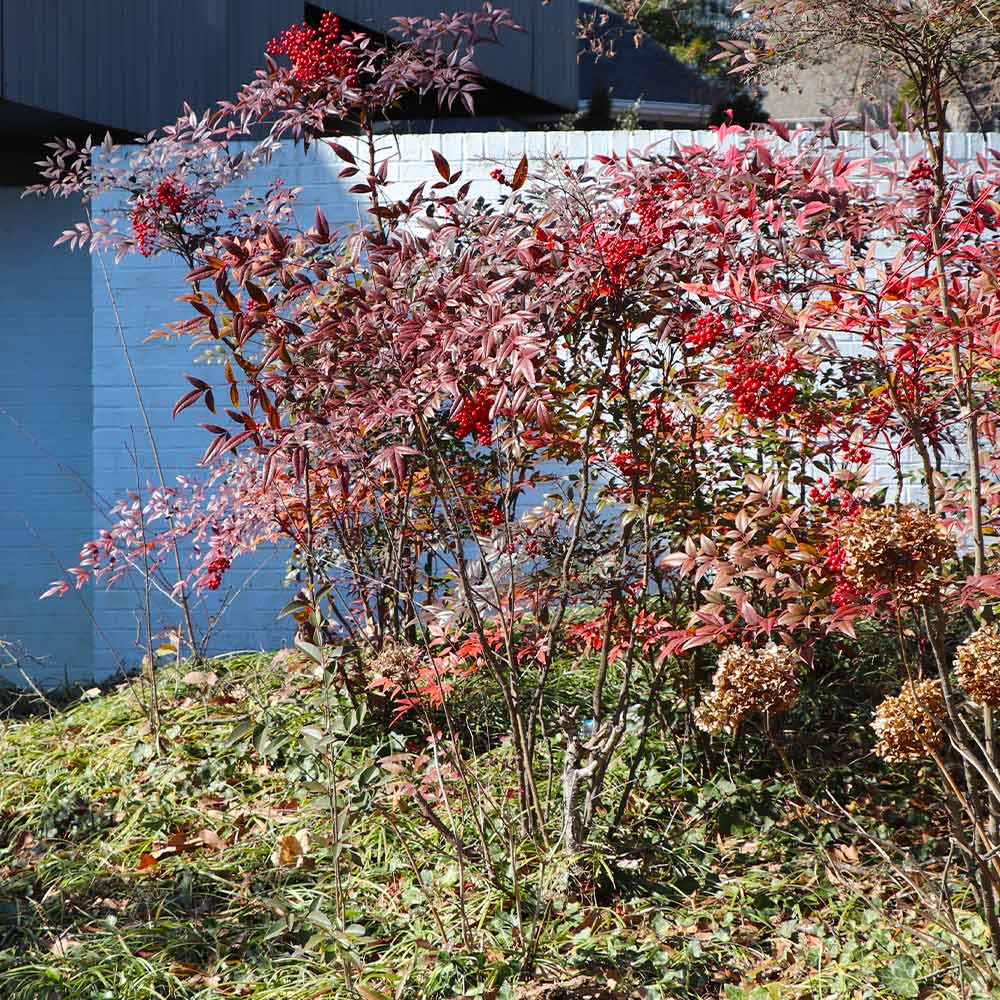 Heavenly Bamboo Nandina Shrub - Image 5