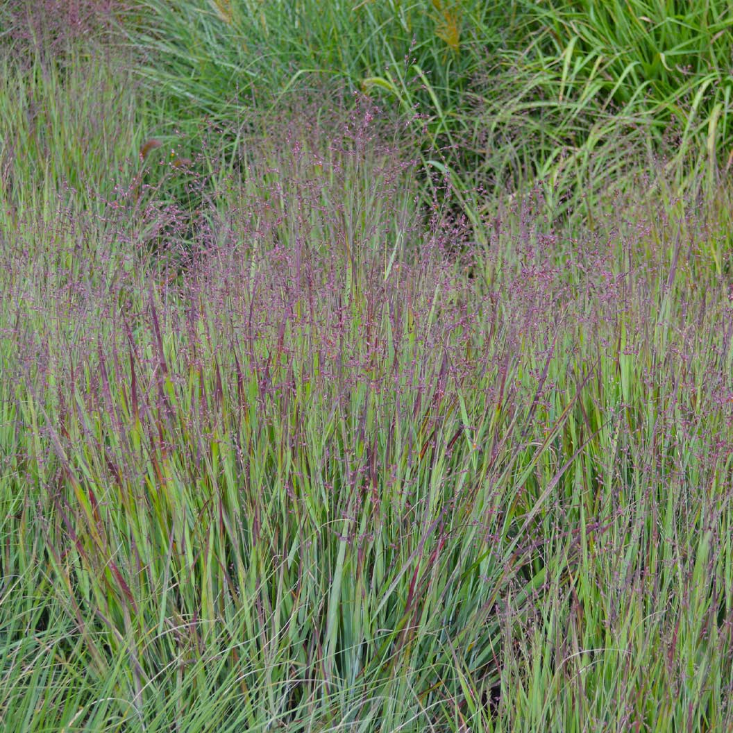Heavy Metal Blue Switch Grass - Image 2