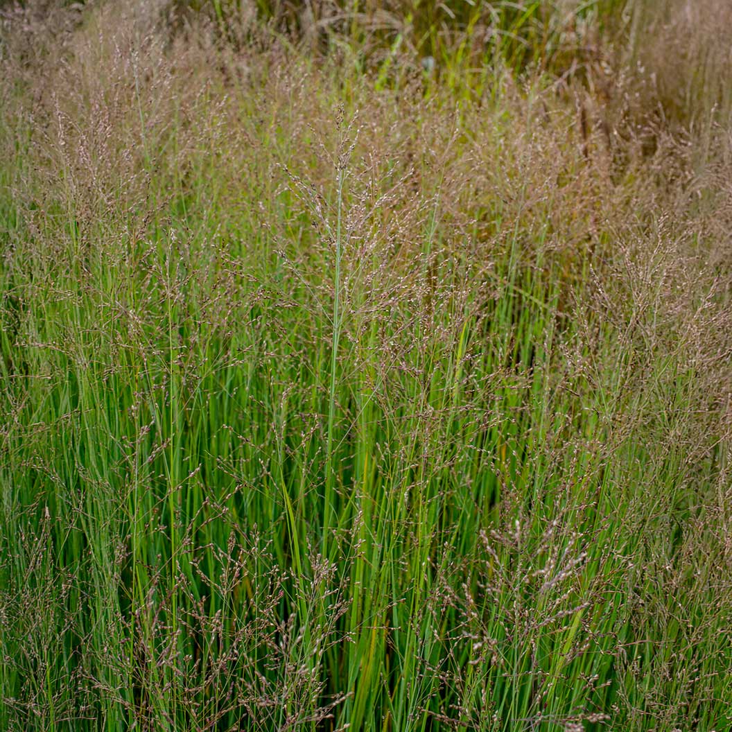 Heavy Metal Blue Switch Grass - Image 3