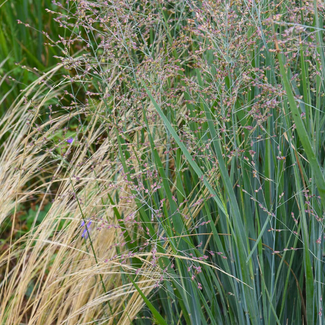 Heavy Metal Blue Switch Grass - Image 4