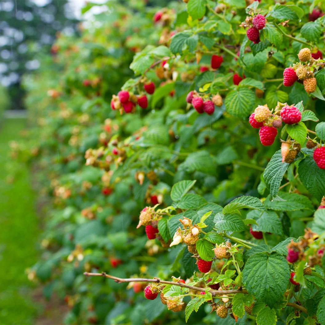 Heritage Everbearing Raspberry Bush - USDA Organic - Image 3