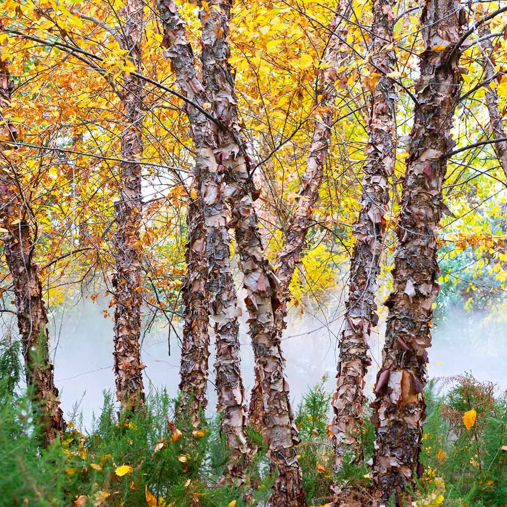 Heritage® River Birch - Image 5