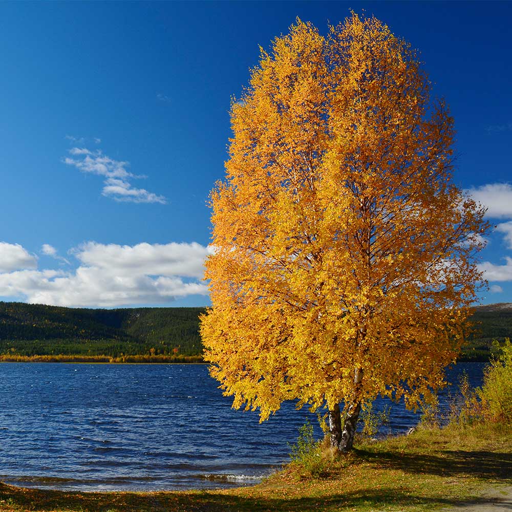 Heritage® River Birch - Image 6