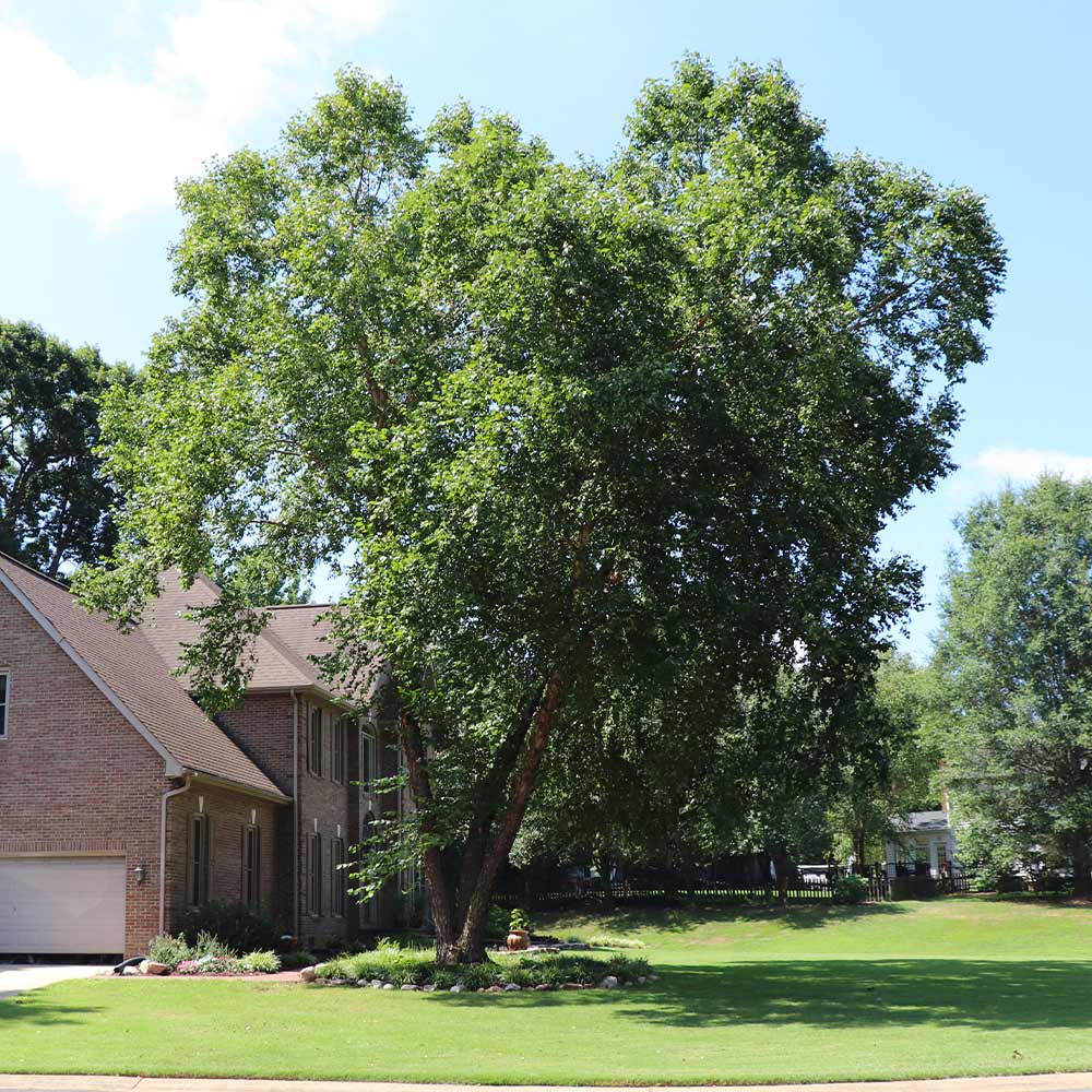 Heritage® River Birch - Image 7