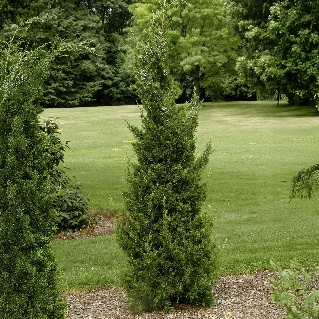 Hetzii Columnar Juniper Tree - Image 2