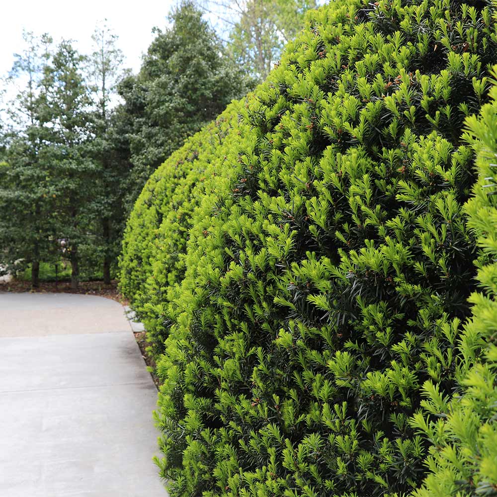 Hicks Yew Tree - Image 5