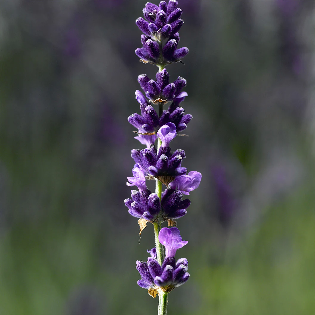 Hidcote Blue Lavender Plant - Image 3