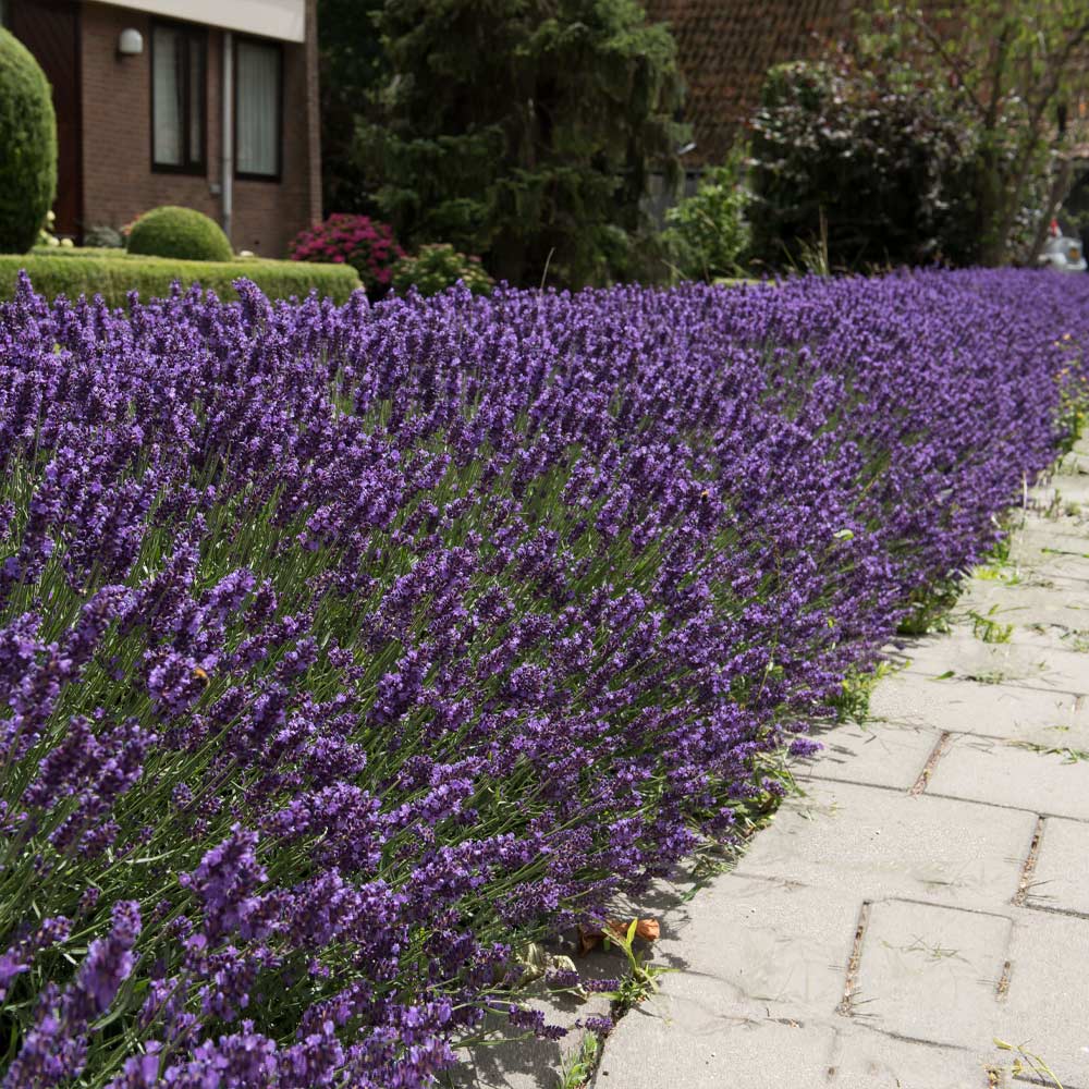 Hidcote Purple Lavender Plant - Image 3