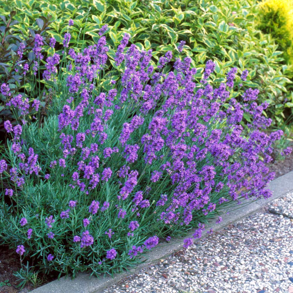 Hidcote Purple Lavender Plant - Image 4