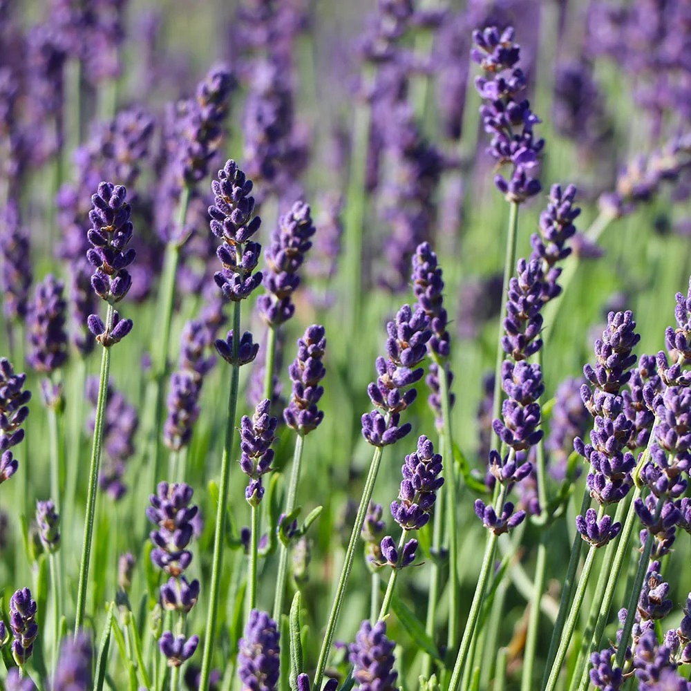 Hidcote Purple Lavender Plant - Image 5