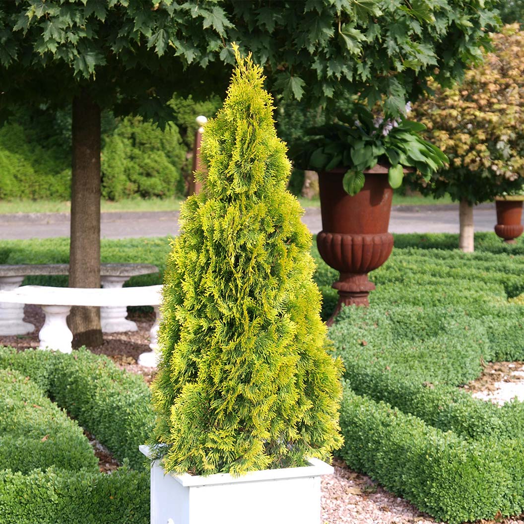 Southern Living® Highlights™ Arborvitae Thuja - Image 2