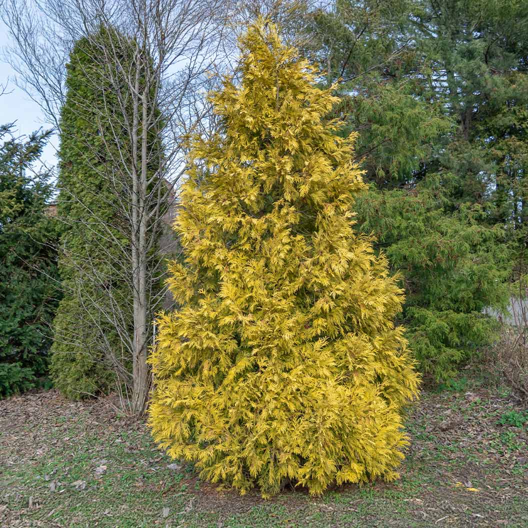 Southern Living® Highlights™ Arborvitae Thuja - Image 3
