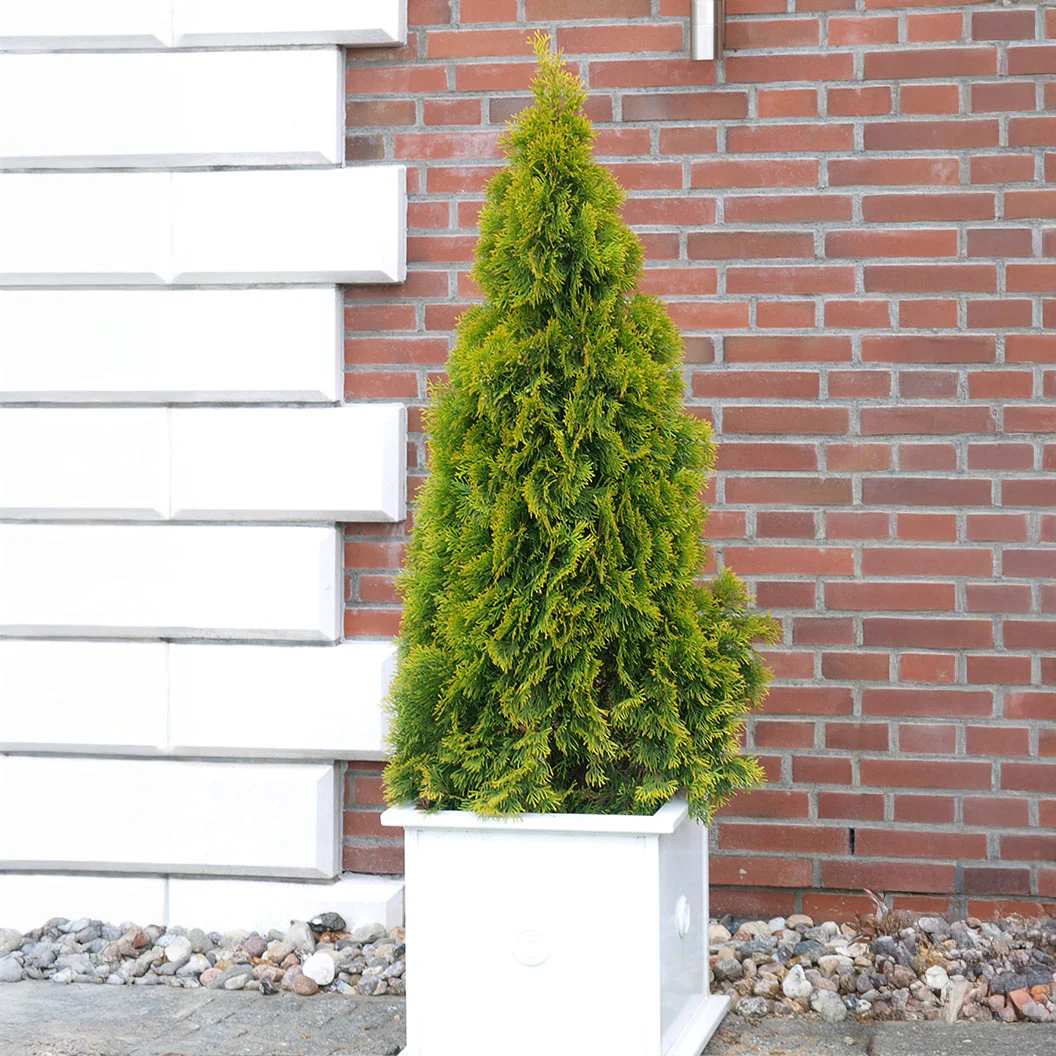 Southern Living® Highlights™ Arborvitae Thuja - Image 4
