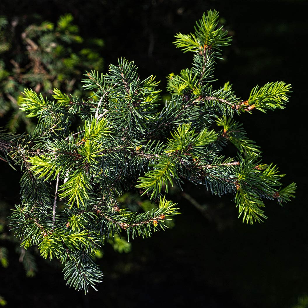 Hillside Upright Norway Spruce Tree - Image 3