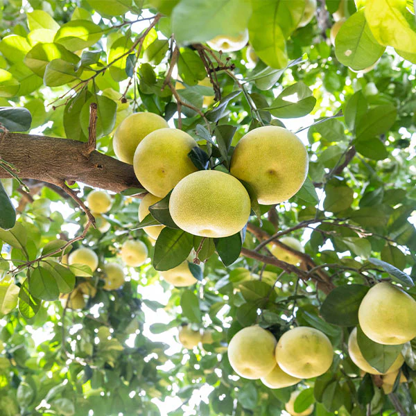Hirado Pummelo Tree - Image 2