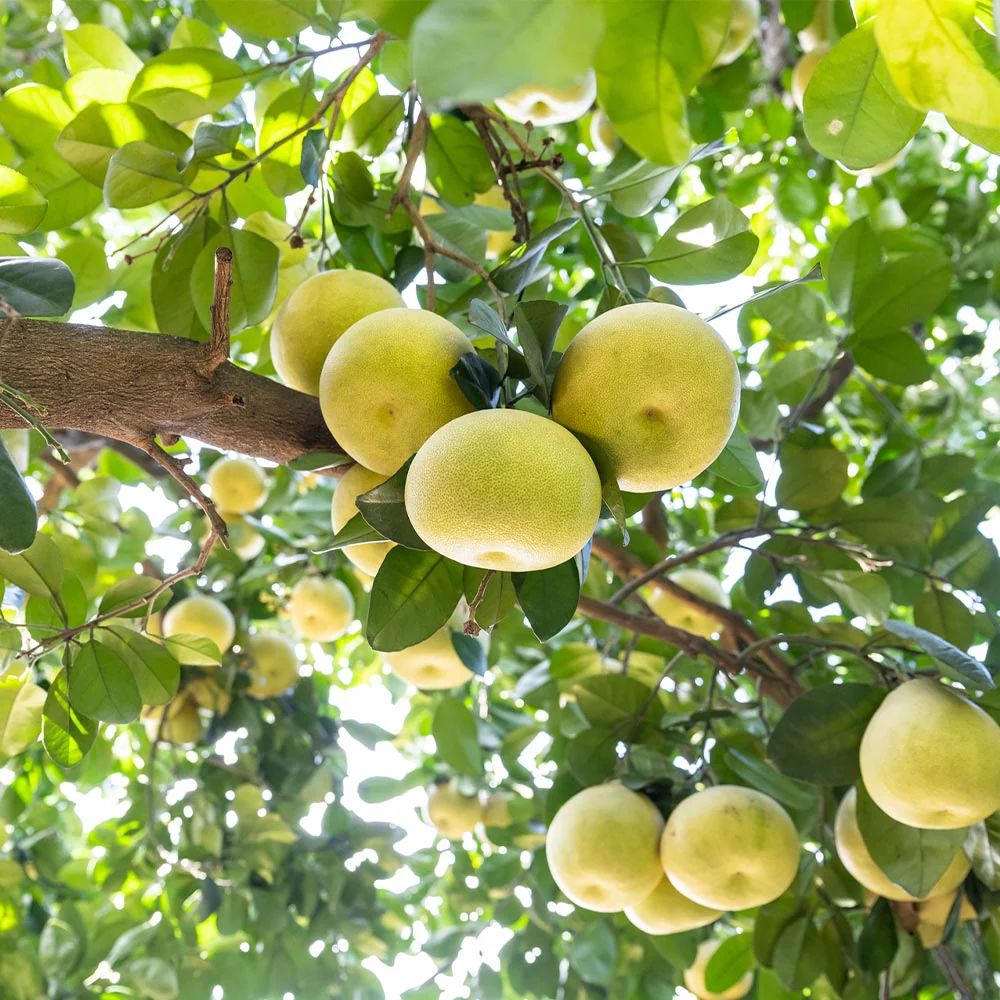 Hirado Pummelo Tree - Image 2