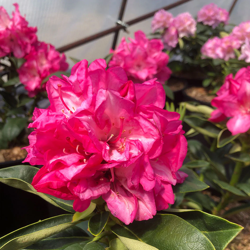 Holden's Fuchsia Hybrid Rhododendron Shrub - Image 2