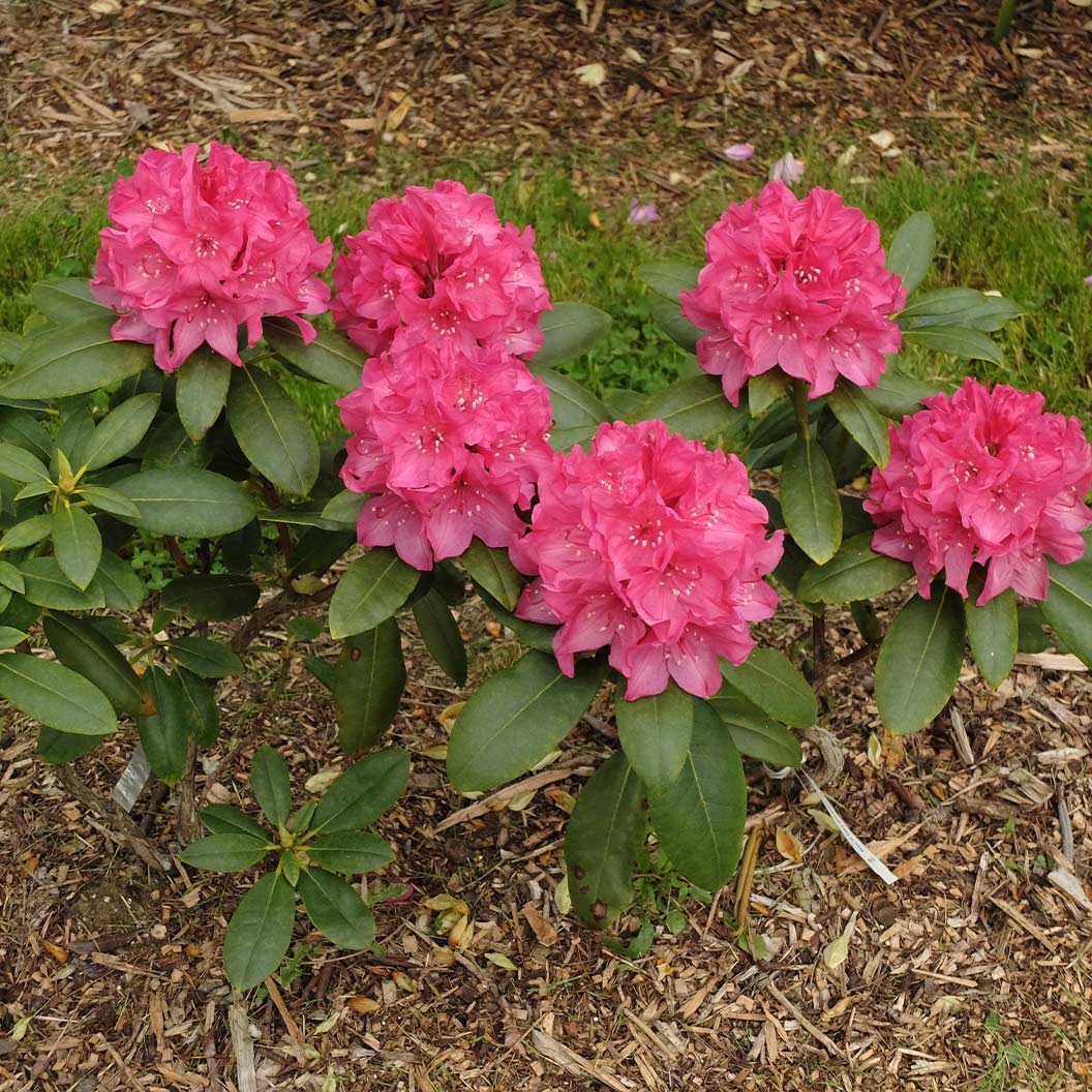 Holden's Fuchsia Hybrid Rhododendron Shrub - Image 3