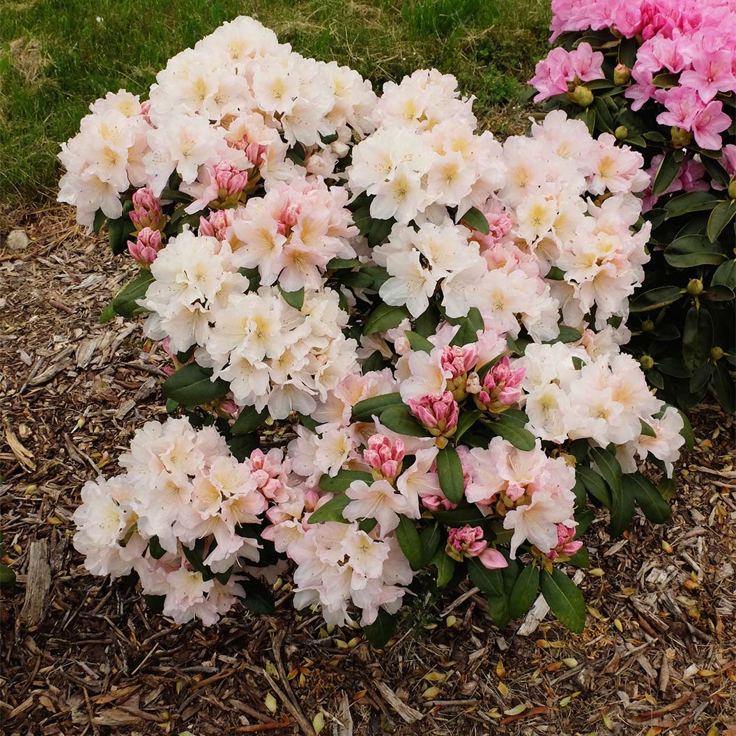 Holden's™ Peach Hybrid Rhododendron Shrub - Image 2