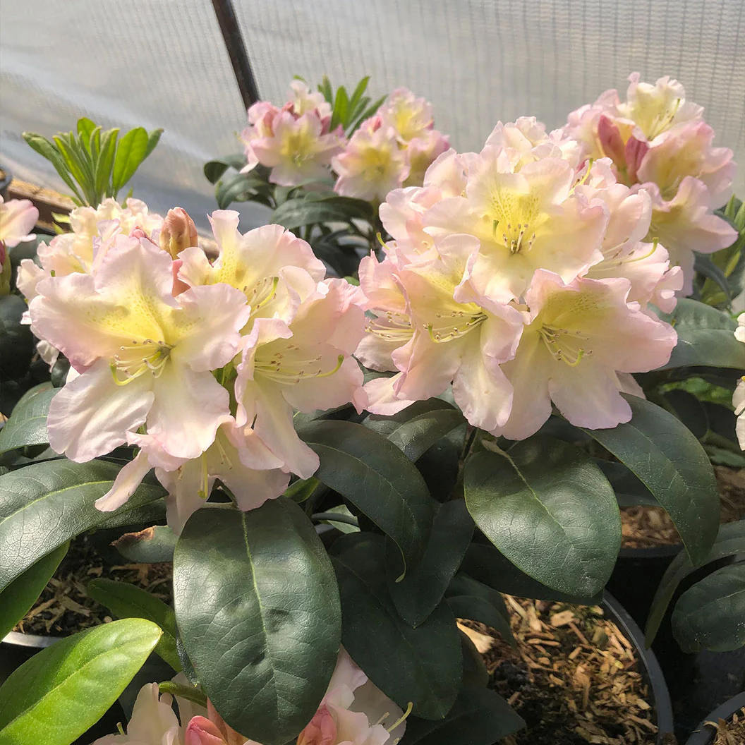 Holden's™ Peach Hybrid Rhododendron Shrub - Image 3